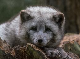 Arctic Fox Watch Zoo macro blur