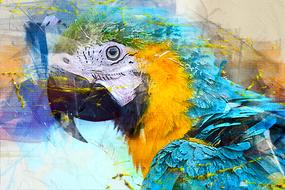 digital image of a colorful parrot
