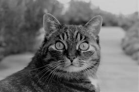 black and white, tabby cat with round eyes