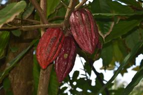 Aztec Chocolate Pods