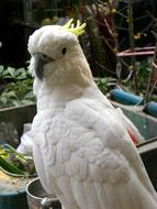 portrait of white Parrot Bird