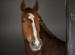 Horse Head brown white