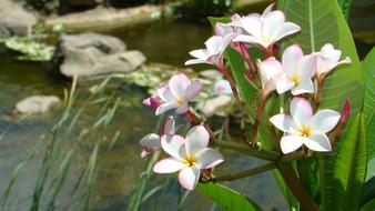 Plumeria The Far East Hkust
