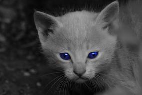 photo of sad Cat with blue eyes