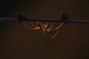Spider Casey Light In The