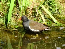 The Moorhen Gallinula Chloropus