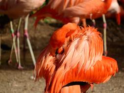 Flamingo Cuban Phoenicopterus