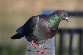 Bird Animal Wild