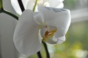 Flowers Orchids Blossom