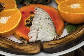 white butterfly is sitting on a fruit plate