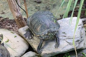 Turtle Water Reptile