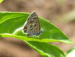 Teenindusega Boeticus Butterfly