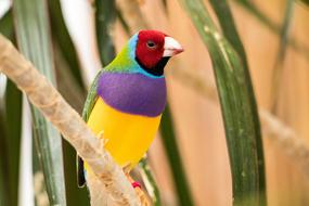 Zebra Finch Bird colors