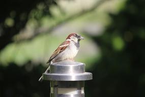 a little sparrow on an iron pole