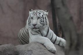 white tiger resting on rock