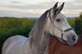 Horse Pure Arab Blood Arabic