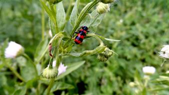 red Beetle Flowers