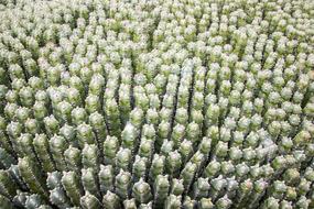 Cactus Green Garden Botanical