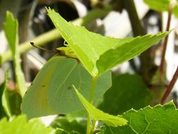 Camouflage Butterfly Leaf