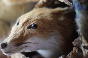 Fox face Nature