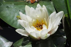 Lake Rose