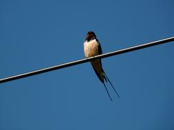 Swallow Bird blue sky
