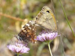 Butterflies Libar Two