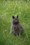 Beautiful and cute, gray Carthusian cat in the green grass