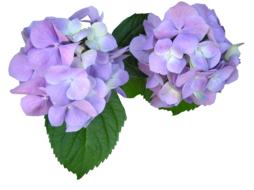 Mauve Flowers Cut