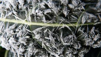 Kale Leaf Frosty