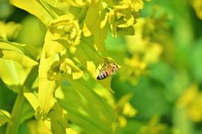 small Bee Insect
