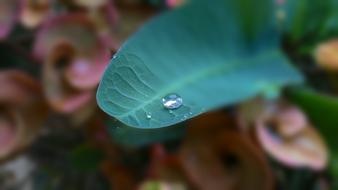 a large green leaf with a drop of water