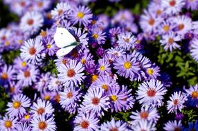 white butterfly on purple flowers