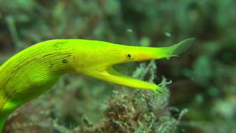 Spookmurene Lembeh Diving