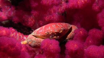 Crab Soft Coral Lembeh