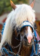 Animals Horse Head