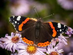 charming orange Butterfly Insect