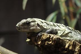 Chuckwalla Reptile Lizard