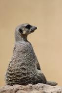 Meerkat Suricate Wildlife