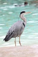 Great blue heron Standing at water