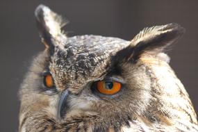 Owl Screech-Owl