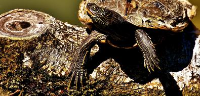 Beautiful and colorful turtle on the wood, near the pond