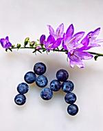 Bluebells Violet Blueberries
