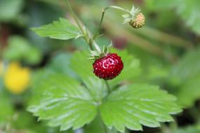 Wild Strawberry Red Fruit