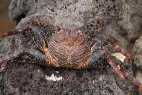 dead crab on stone