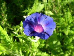 Bell Blue Flower Field Bindweed