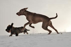 Weimaraner Dachshund Running