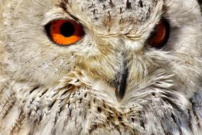 Owl red eyes