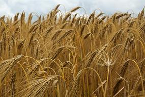 Cereals Field Barley