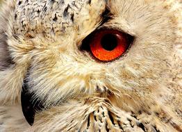 red eye of Owl bird